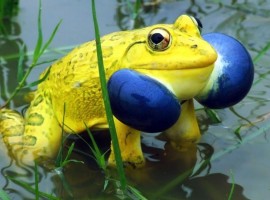 indian-bullfrog