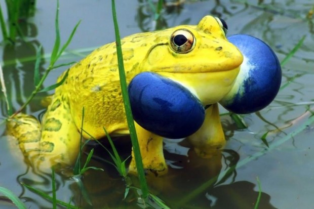 indian-bullfrog